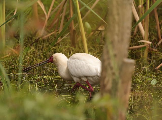 An African Spoonbill wading through a shallow dam filled with lillies